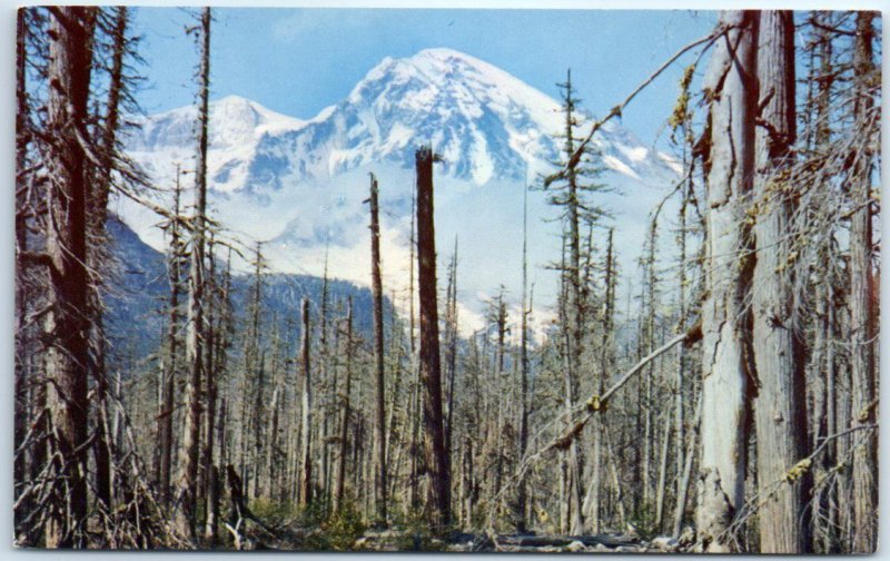 Postcard - Mount Rainier as seen through the Ghost Forest - Washington