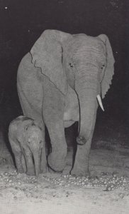 Port Elizabeth Elephant Park Mother & Baby Real Photo Postcard