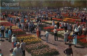 MI, Holland, Michigan, Nelis Tulip Farm, Festival Time, L.L. Cook No. 50763 