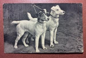 Antique Tsarist Russia postcard Poltava stamp 1912 FOX TERRIER Dogs before hunt