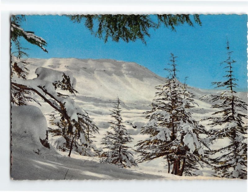 Postcard The Cedars, Lebanon 