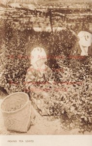 Japan, RPPC, Japanese Woman Picking Tea Leaves in Native Ethnic Costume, Photo