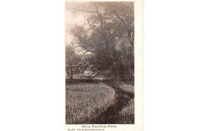 Willows Wellesley, Massachusetts Postcard
