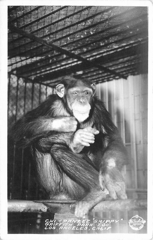 Chimpanzee Shippy Frasher Postcard Los Angeles California Zoo Griffith 12749