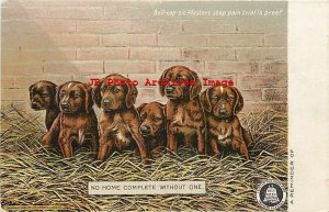 Advertising Postcard, Bell-cap-sic Plasters Pain Reliever, Puppies