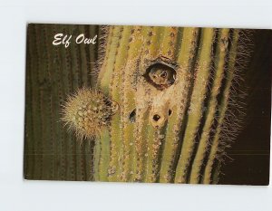 Postcard Elf Owl, Arizona-Sonora Desert Museum, Tucson Mountain Park, Tucson, AZ