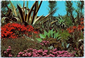 Postcard - The flowering desert of the great Southwest