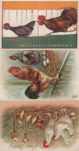 Hen Farm Bird 3x Antique Comic All Raised Relief Postcard s