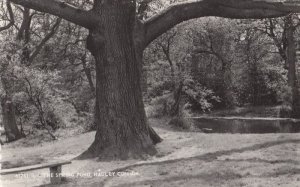 Giant Oak Tree Spring Pond Middlesex Hadley Common RPC Antique Postcard