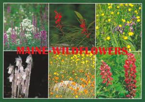 Maine Wildflowers
