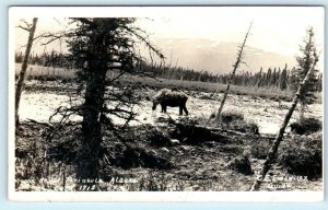 RPPC  KENAI PENINSULA, Alaska AK ~ MOOSE HERD 1918 Emswiler-Guide Photo Postcard