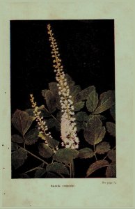 Vintage 1922 Print Cohosh May Apple 2 Side Flowers You Should Know