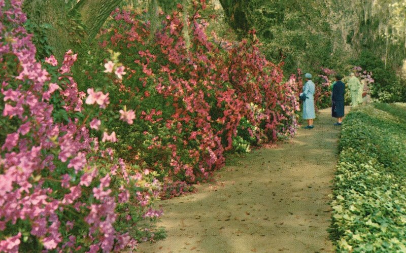 Vintage Postcard Magnolia Gardens Tourist Attraction Charleston South Carolina