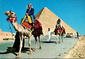 Egypt Giza Camels At The Biggest Pyramid At Giza