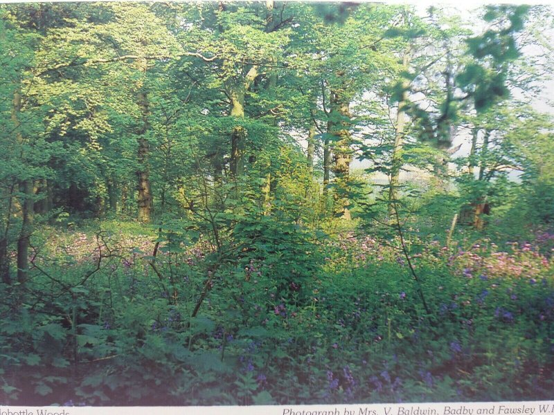 Vintage Postcard Nobottle Woods Northampton Northamptonshire 1980s