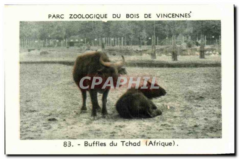 Image Zoo of Vincennes wood buffalo africa Chad