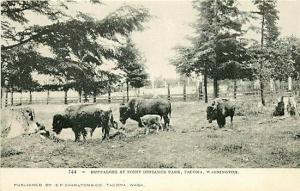 WA, Tacoma, Washington,Point Defiance Park, Buffaloes, E.P. Charltons & Co 744