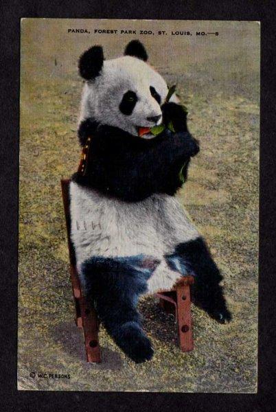 MO Giant Panda Bear Forest Park Zoo St Louis Missouri Postcard  Linen PC