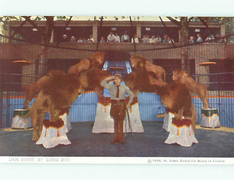 St Louis Zoological Gardens Zoo Animals 1950's Lion Show Tamer  Postcard # 8456