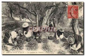 Old Postcard picking violets Cote d & # 39Azur