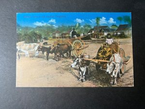 Mint British Singapore Postcard RPPC Bullock Carts in Full Loading