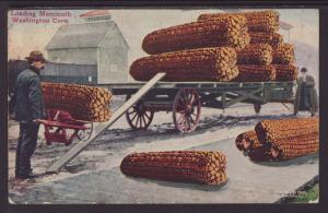 Loading Mammoth Washington Corn,Exaggerated Postcard