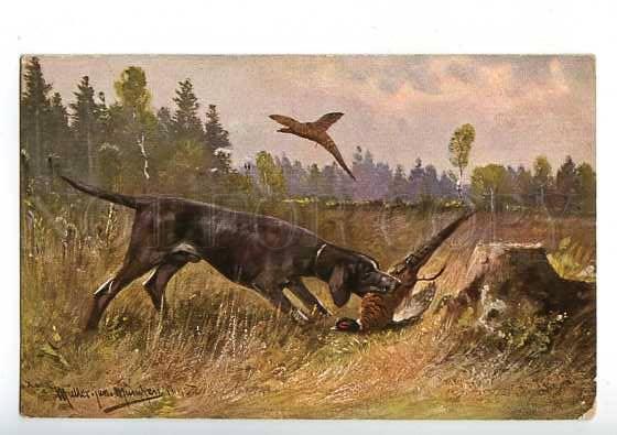 183023 Pheasant hunting with dog by MULLER Vintage postcard