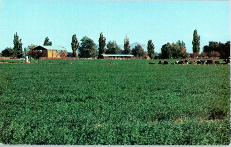 Antelope Valley California Fertile Farm Lands Postcard