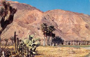 Palm Springs California Desert Cactus Scenic View Vintage Postcard K29777
