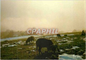 Modern Postcard Images of Grazing Sheep With us