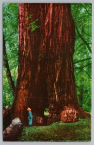 Mill Valley California~Muir Woods National Monument~Giant Redwood~Vintage PC 