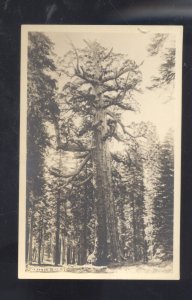 RPPC REDWOOD HIGHWAY CALIFORNIA AZO GRIZZLY GIANT HUGE TREE REAL PHOTO POSTCARD