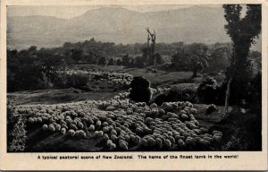 New Zealand Sheep New Zealand's Famous Pasturelands Postcard 09.92