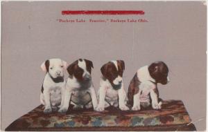 Ohio Postcard 1917 BUCKEYE LAKE Dogs Puppies Beauties Newark Licking County