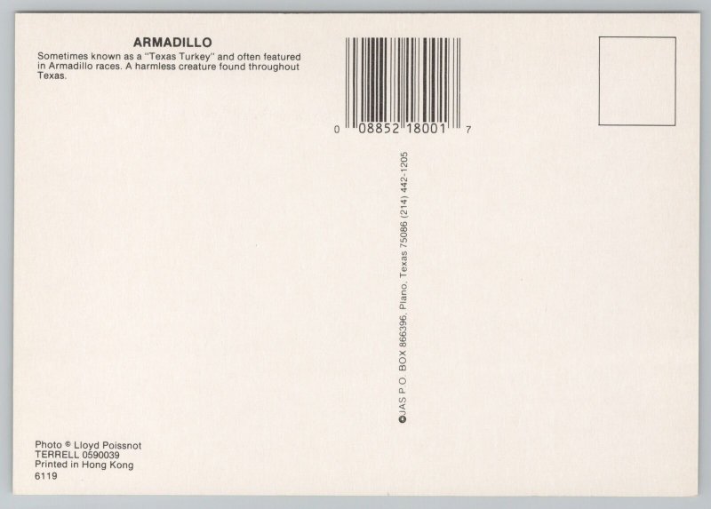 Animal~Armadillo~aka Texas Turkey~Featured In Armadillo Races~Continental PC 