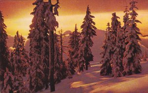 Canada Snow Ladden Pines Against Winter Sunset British Columbia