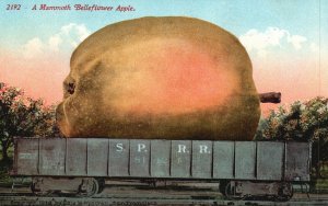 Vintage Postcard 1910s A Mammoth Belleflower Apple by Edward Mitchell CA Art