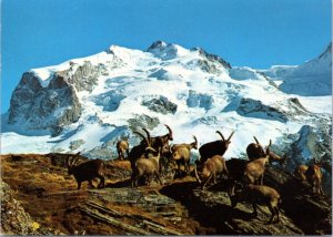 Postcard Switzerland - Ibexes on Monte Rosa