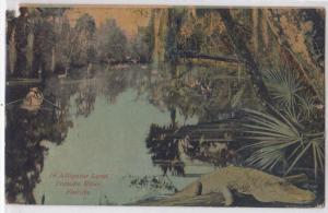 Alligator Land, Tomoka River, FL