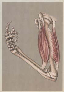 Skeletal Arm Showing Bicep Muscle Skeleton Morbid Postcard