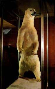 Bears Giant Polar Bear White King Monte Carlo Casino Commercial H...