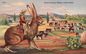 Vintage Postcard 1930's View of The Texas Cowboy Riding a Jack Rabbit Animals TX