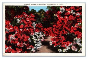 Azaleas in Middleton Gardens Charleston  SC V-Mail Linen Postcard N21