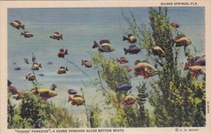 Florida Silver Springs Fishes Paradise Scene Through Glass Bottom Boats Curteich