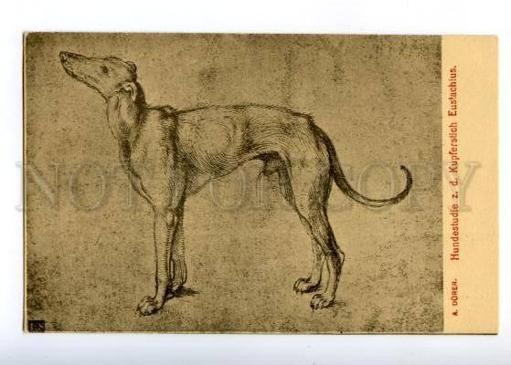 178253 Durer dog BORZOI HOUND HUNTING vintage postcard