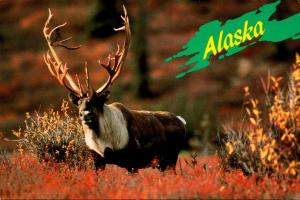 Alaska Mt McKinley Denali National Park Majestic Alaskan Caribou 1995