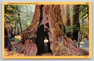 Big Basin California~Man Standing In “Grandmother Tree”~Vintage Linen Postcard