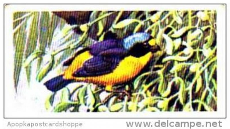 Brooke Bond Trade Card Tropical Birds No 29 Blue-Hooded Euphonia