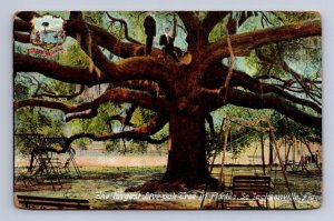 THE LARGEST LIVE OAK TREE JACKSONVILLE FLORIDA POSTCARD (c.1910)