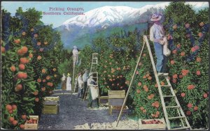 PICKING ORANGES SOURTHERN C (439)  CALIFORNIA